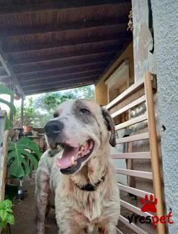 Ράτσα: Άγνωστο - Ημίαιμο | Ηλικία: 5+ | Φύλο: Αρσενικό | Αρ. Microchip: - | Ημίαιμο | Περιοχή: Νέα Σμύρνη, Αττική